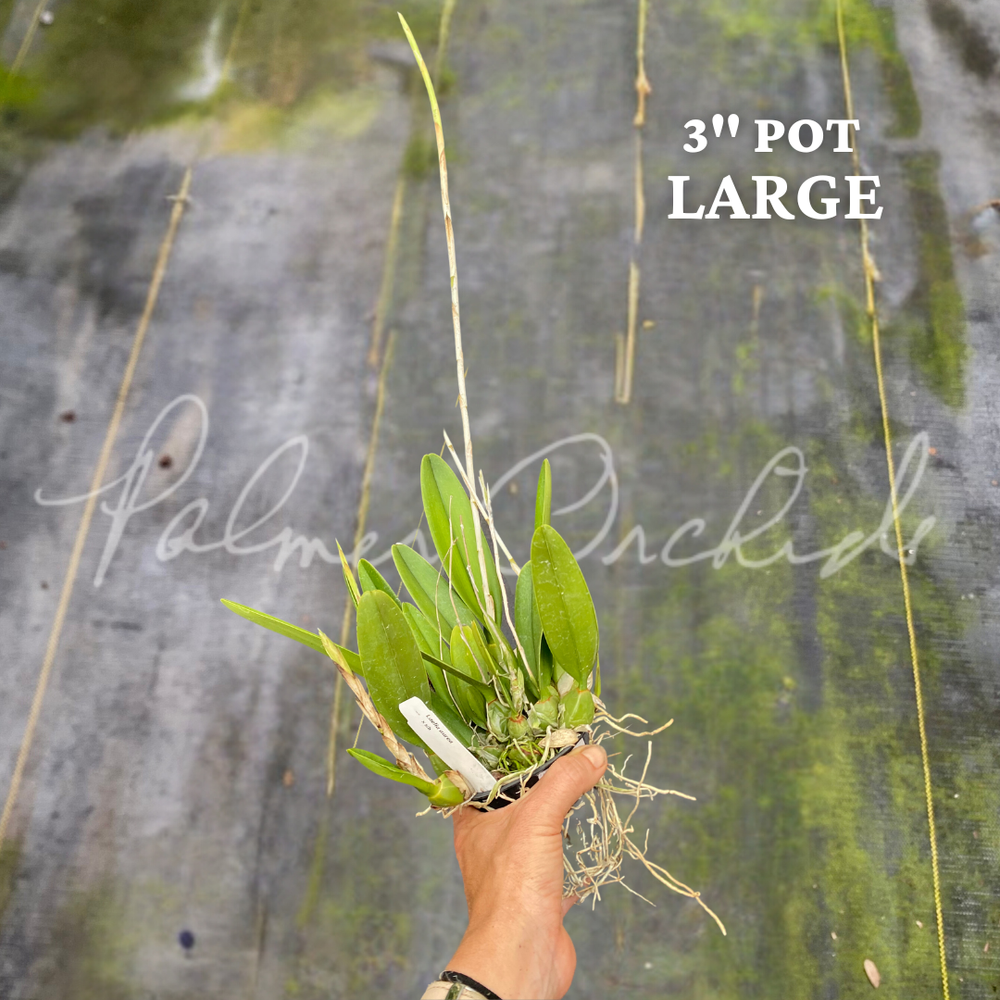 Laelia aurea — Palmer Orchids